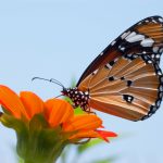 mariposa monarca